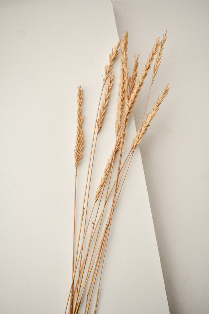 A loose bunch of dried golden wheat stalks leaning against a cream wall and paper, with soft shadows in pale natural light.