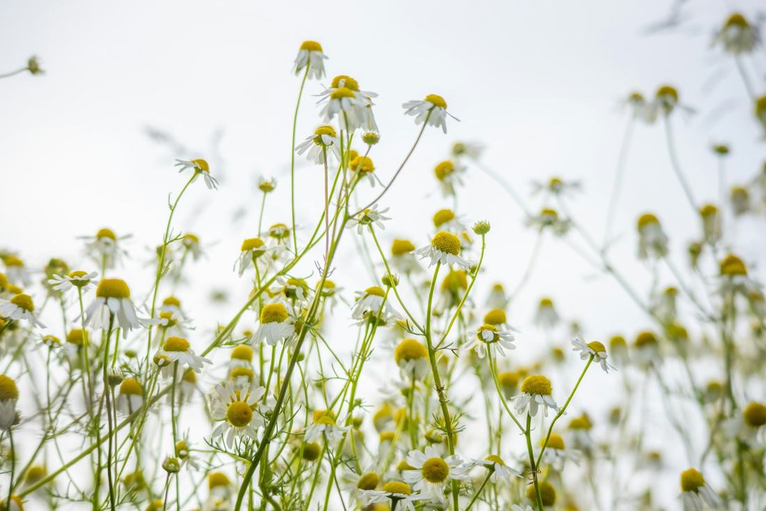 Loose wild chamomile with white petals and yellow centres seen from below against a pale, bright sky, airy and sunlit.