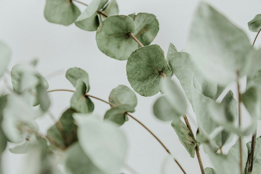 Close up of eucalyptus branches with round grey green leaves against a pale white background, in gentle diffused light.