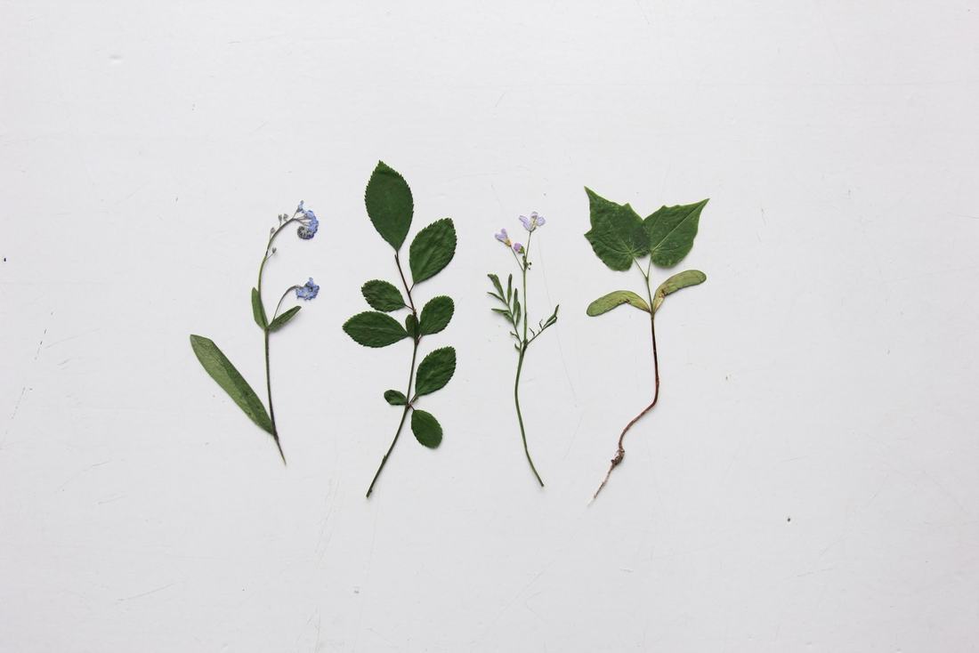Four pressed stems of small pale blue flowers and soft green leaves laid out on plain white paper, in flat even light.