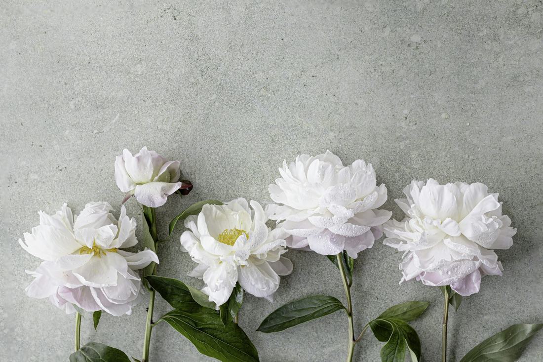 Five white and blush peonies on green stems laid in a row on pale slate grey concrete, in soft overhead light.